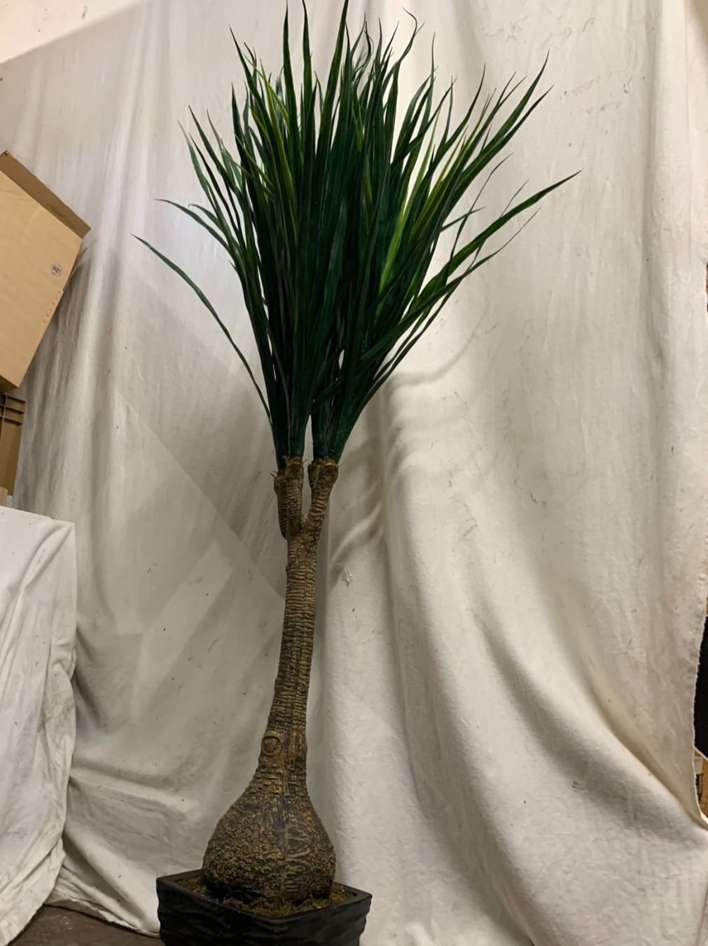 Piante & sementi: Decoflower Taro Palme 150cm im Topf – Nuovo (secondo la descrizione) da Däniken SO venduto da Profog1 4