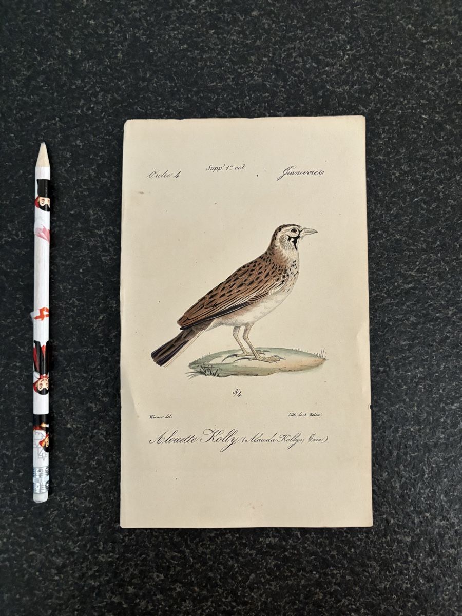 Incisioni: 4 gravures d'oiseaux anciennes et délicates, Werner – Usato da Pâquier-Montbarry venduto da ByAnticAlex 1