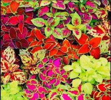 50 SAMEN -2019 VON “RAINBOW COLEUS MIX”