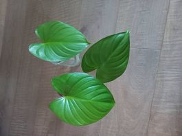 Jungpflanze Homalomena rubescens