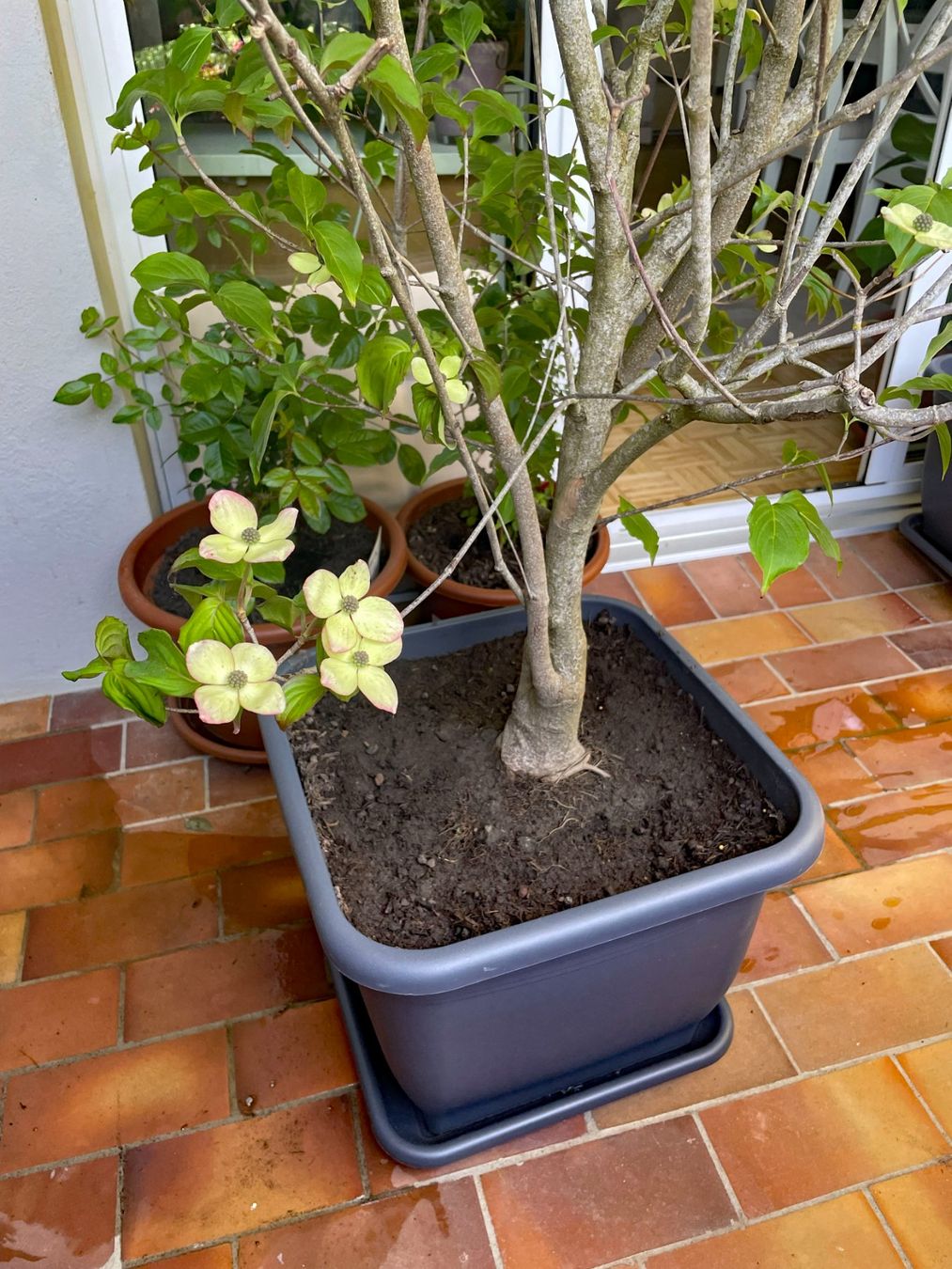 Pflanzen & Samen: Cornus Busch – Gebraucht aus Thun von Villawisteria 6