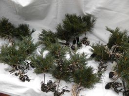 21 Stück Mini-Nadelbäumchen aus Kunststoff für Weihnachtsdek
