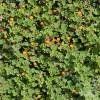 Piante & sementi: Framboisier orange rampant 'Emerald Carpet' 2 PLANTS – Nuovo (secondo la descrizione) da Bremblens venduto da FIBONACCI369 1