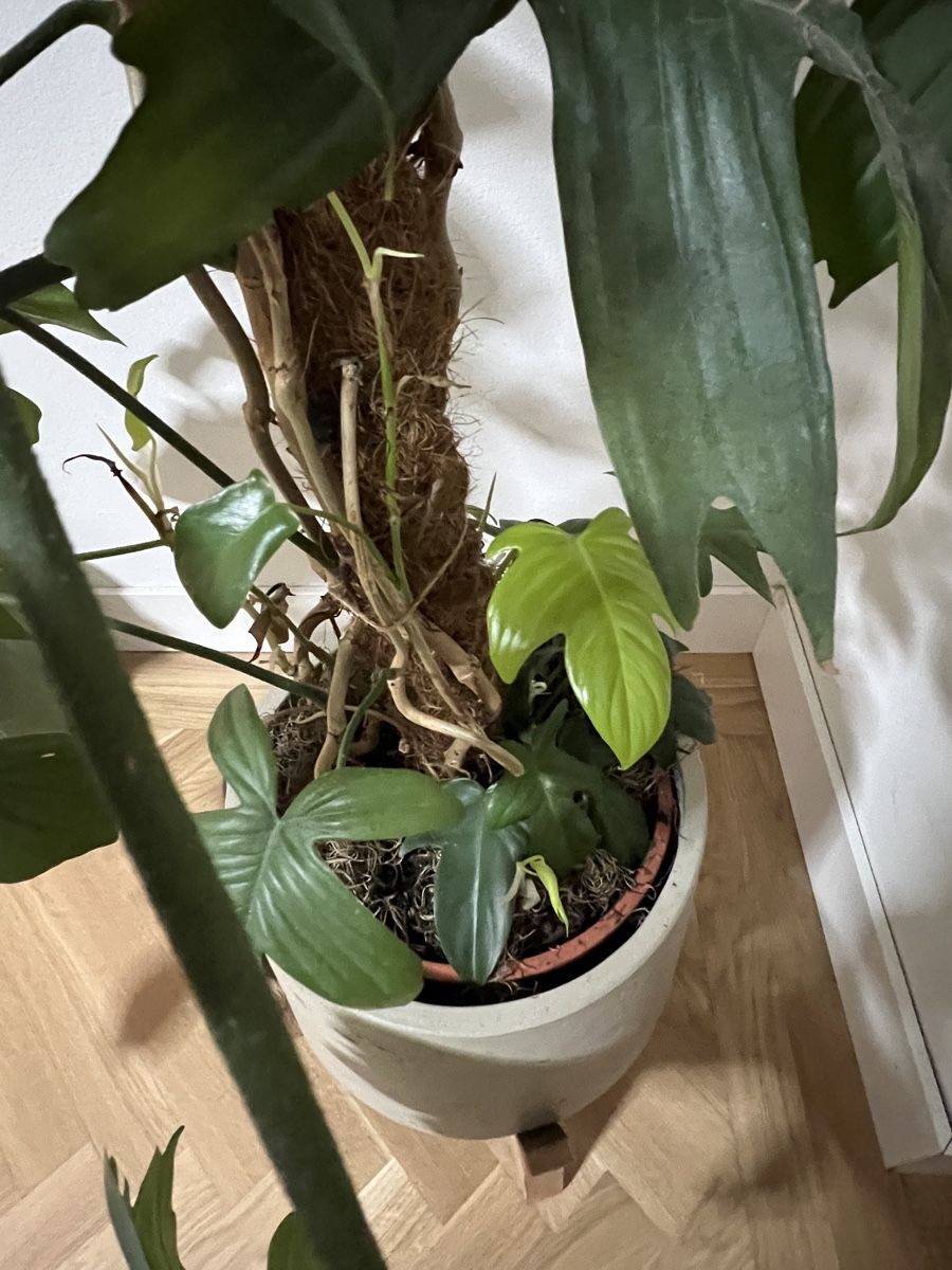 Piante & sementi: Grosse Philodendron ‘Florida Ghost’, ohne Topf – Usato da Zürich venduto da Swissbock 3