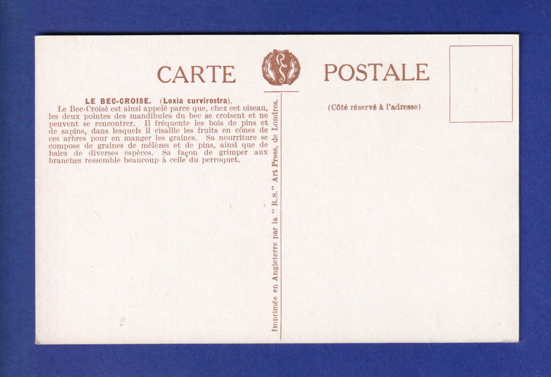 Cartes postales: OISEAU - Bec-Croisé – D'occasion à Pully par nicecards-shop 1