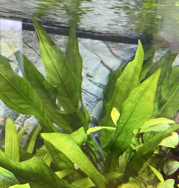 Piante & sementi: Echinodorus XL Süsswasserpflanze – Usato da Heerbrugg venduto da Jaspis_87