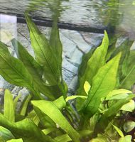 Echinodorus XL Süsswasserpflanze