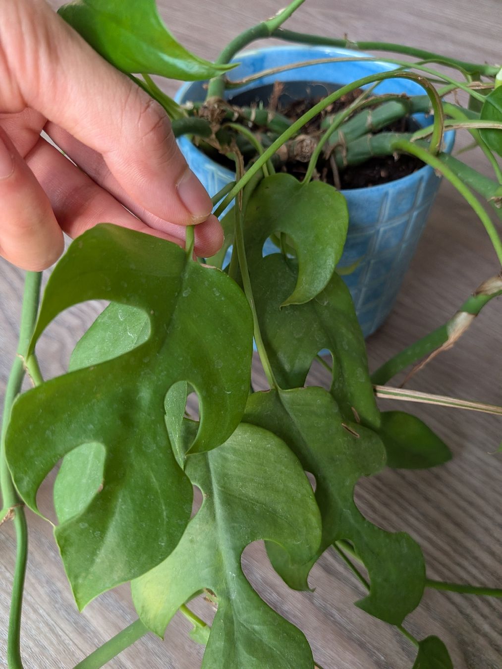 Piante & sementi: Rhaphidophora decursiva mit Übertopf – Usato da Thalwil venduto da moving_sell_26