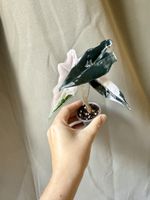 😍 Alocasia Nobilis Pink K-version