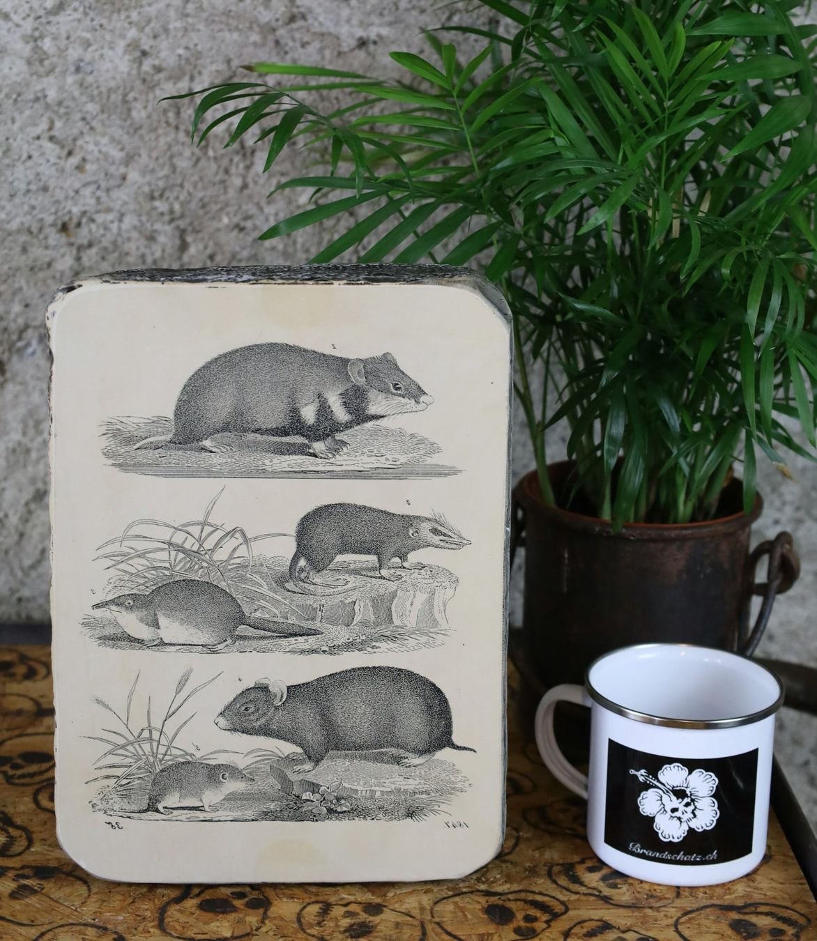 Grafiken & Lithographien: Lithographiestein "Hamster, Schlitzrüssler, Spitzmaus" – Gebraucht aus Birrwil von brandschatz_birrwil 4