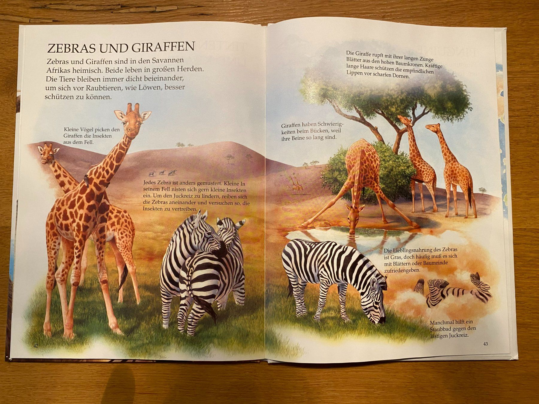 Libri: Das Bilderbuch der wilden Tiere – Usato da Langenthal venduto da Regentropfe 2