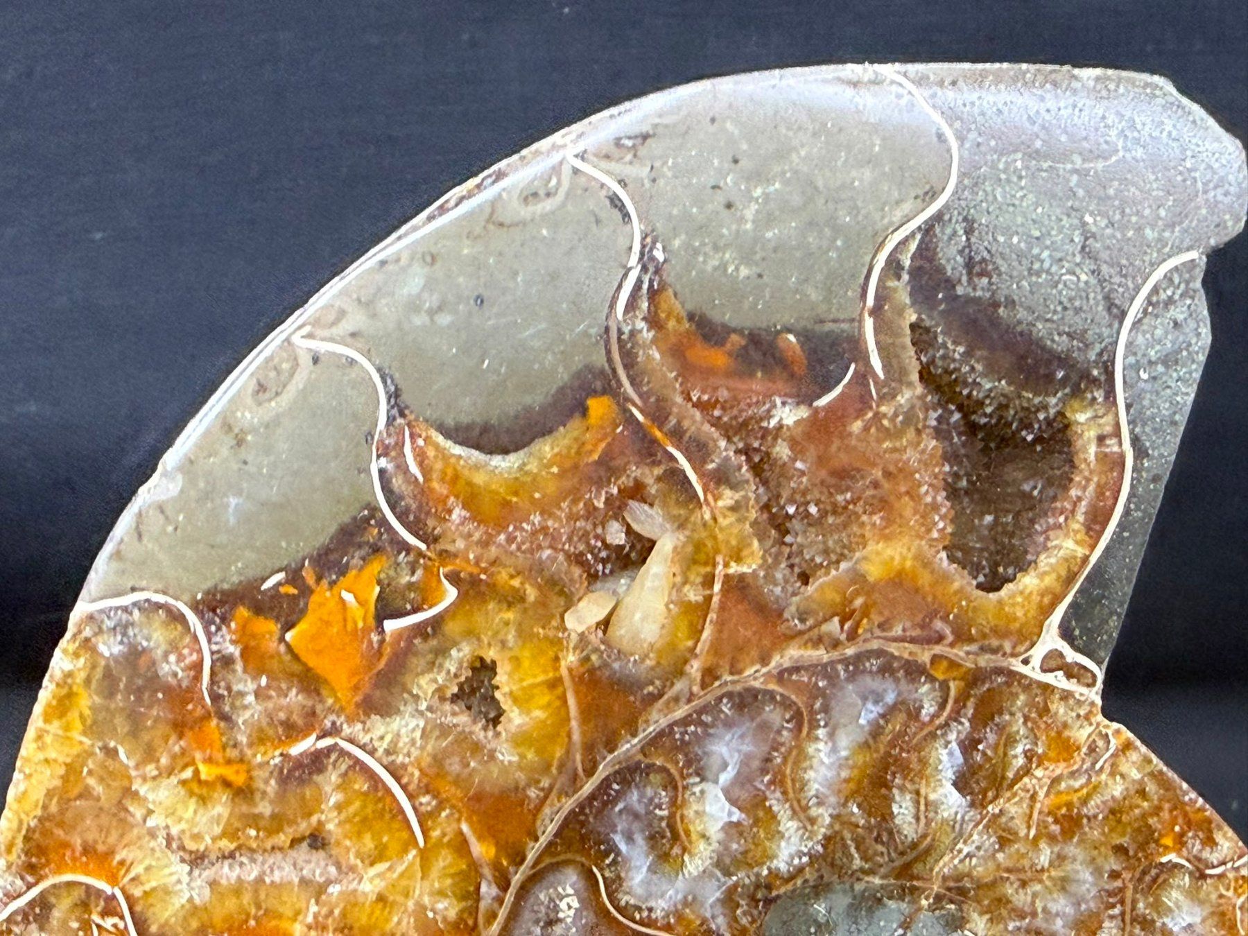 Fossili: Ammoniten-Paar – Usato da Schinznach Bad venduto da Demerald 3