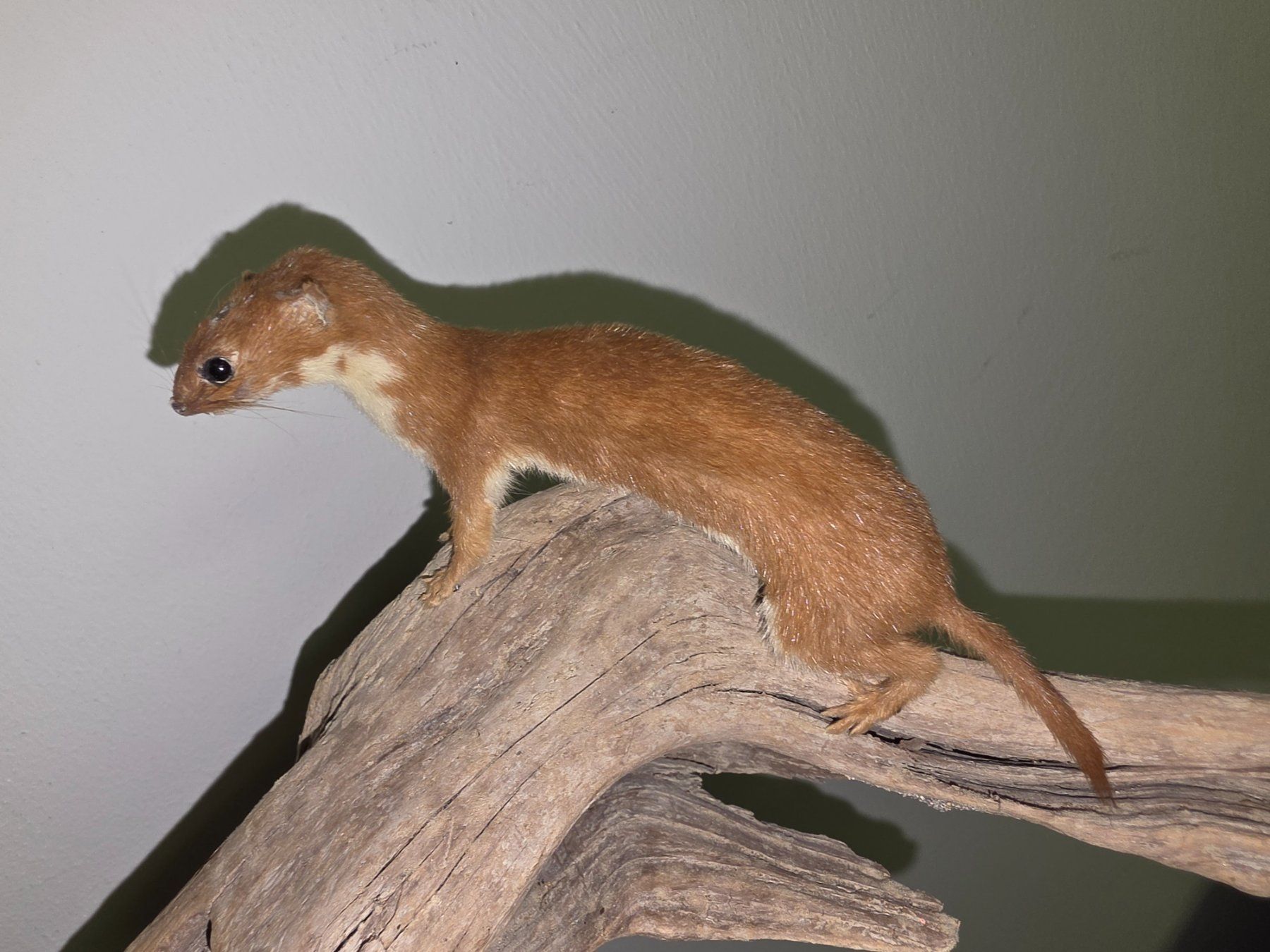Il mondo degli animali: Präparat Mauswiesel – Usato da Oberrindal venduto da Ketupu
