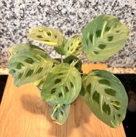 Zimmerpflanze Maranta Leuconeura Kerchoveana Variegata Poti
