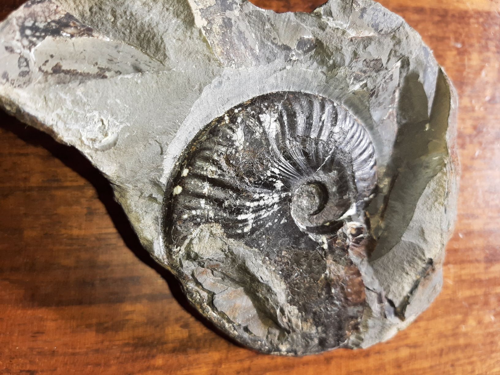 Fossili: Ammonit aus England – Usato da Rickenbach BL venduto da Oktober68 3