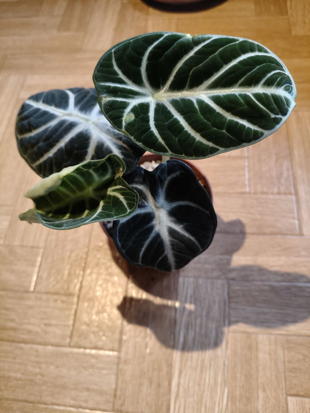 Piante & sementi: Alocasia Ninja – Nuovo (secondo la descrizione) da Stans venduto da Blumeli96 1
