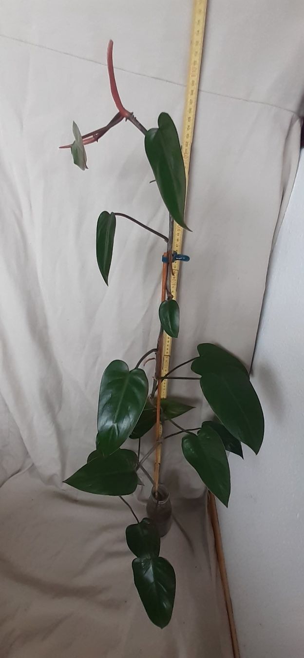 Plantes & graines: Junge Red Amerald Philodendron-Pflanze im Wasserglas – Neuf (Voir description) à Kilchberg ZH par hobbysale01 4