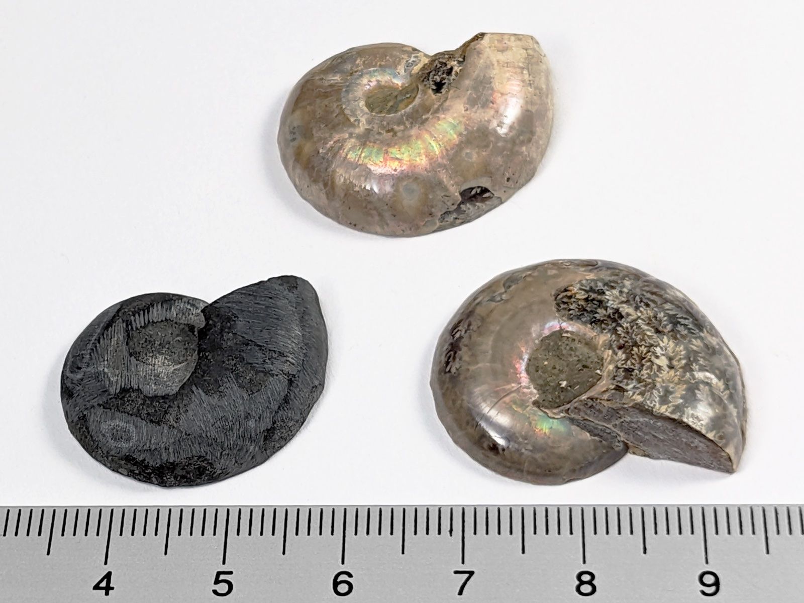 Fossili: Ammonit Fossil 3Stk. 25 bis 28mm – Nuovo e nell'imballaggio originale da Meilen venduto da StoneGarden 1