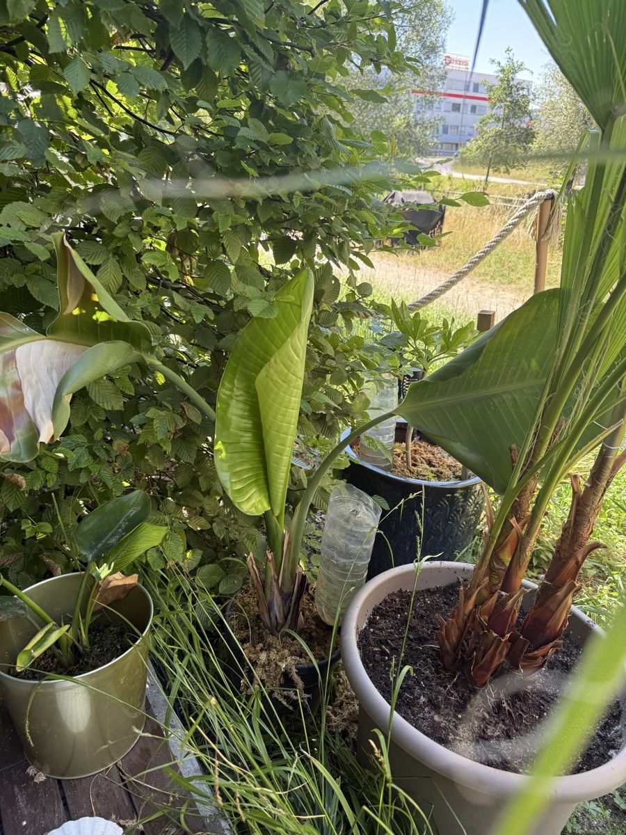 Piante & sementi: ravenala madagascariensis – Usato da Dübendorf venduto da Highqualityonly 4