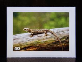 MIGROS MANIA Nature Detectives Nr. 40