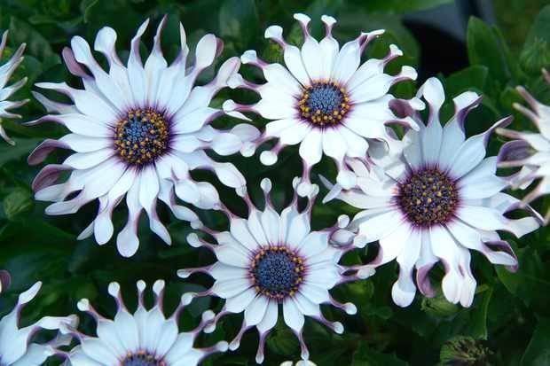 Piante & sementi: Osteospermum ecklonis  FLEUR RARE  10g – Nuovo (secondo la descrizione) da Bremblens venduto da FIBONACCI369 1