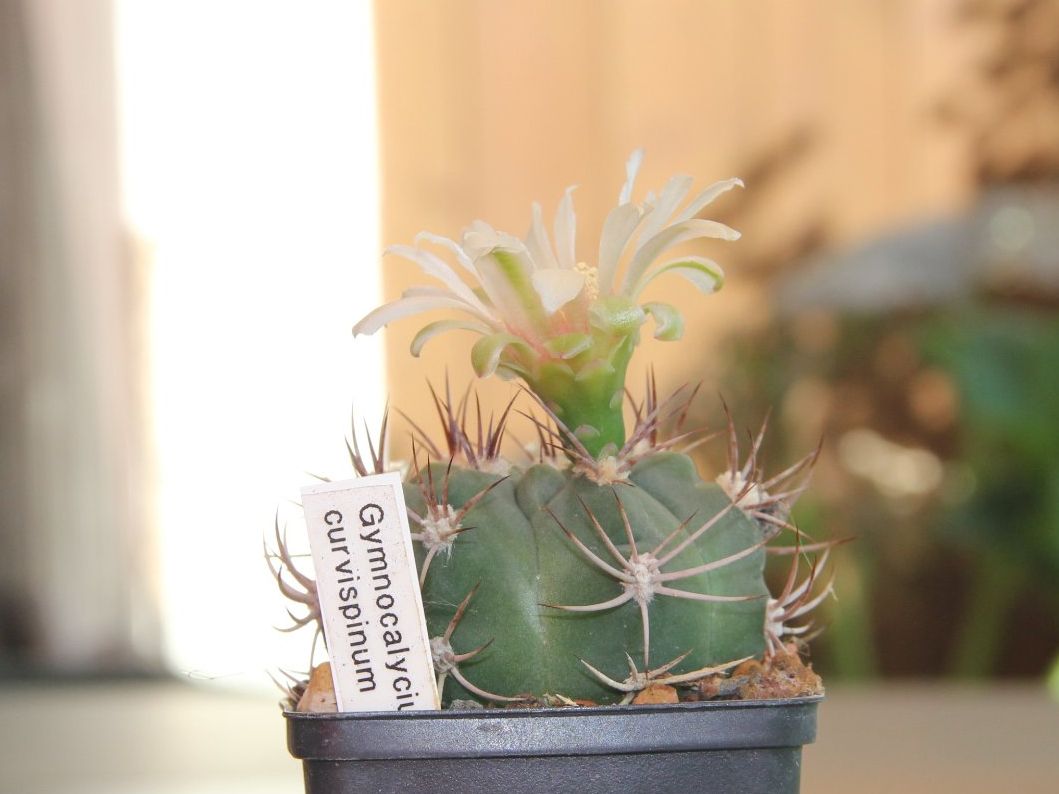Piante & sementi: Kaktus Gymnocalycium curvispinum – Usato da Steg im Tösstal venduto da Stacheli24 1