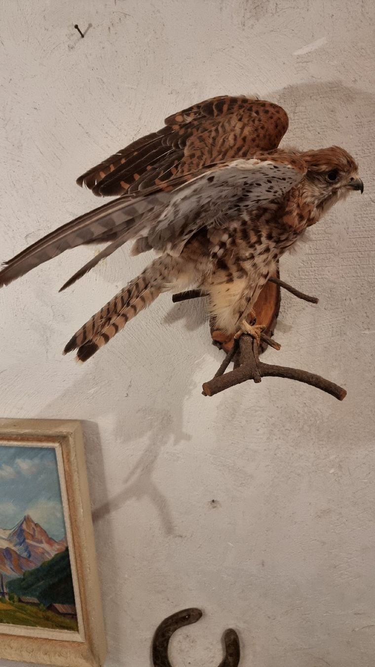 Il mondo degli animali: Turmfalke – Usato da Sils im Domleschg venduto da platin01 5