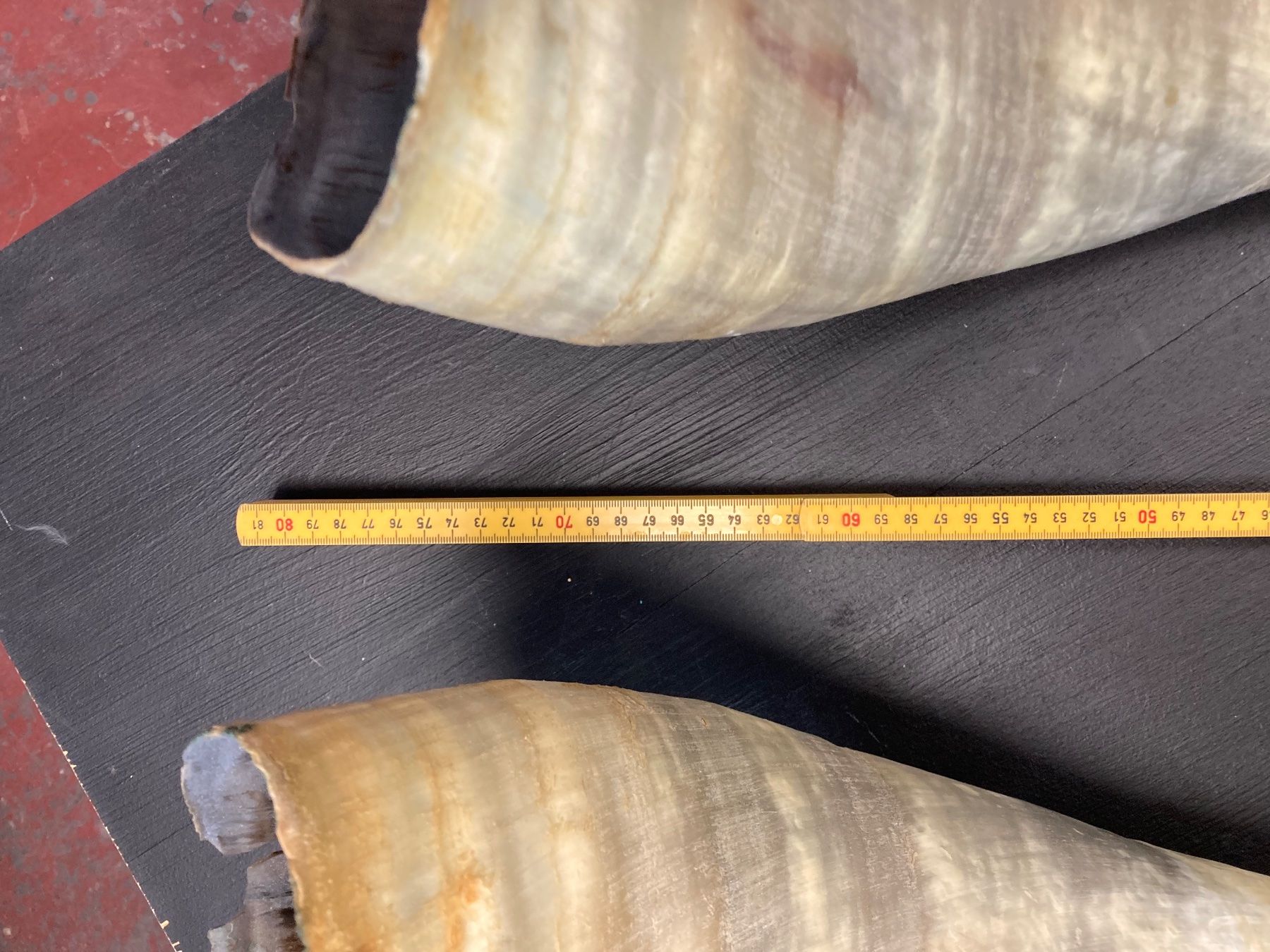 Welt der Tiere: 2 Rinderhörner 70-80 cm lang – Gebraucht aus Grosswangen von arum01 1