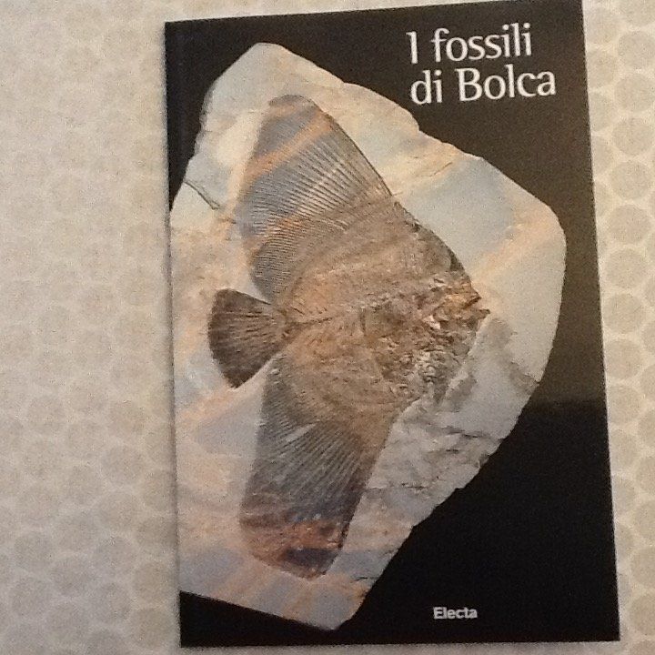 Bücher: Fossilien von Verona Musei – Gebraucht aus Olten von smiples
