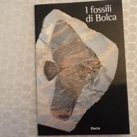 Fossilien von Verona Musei