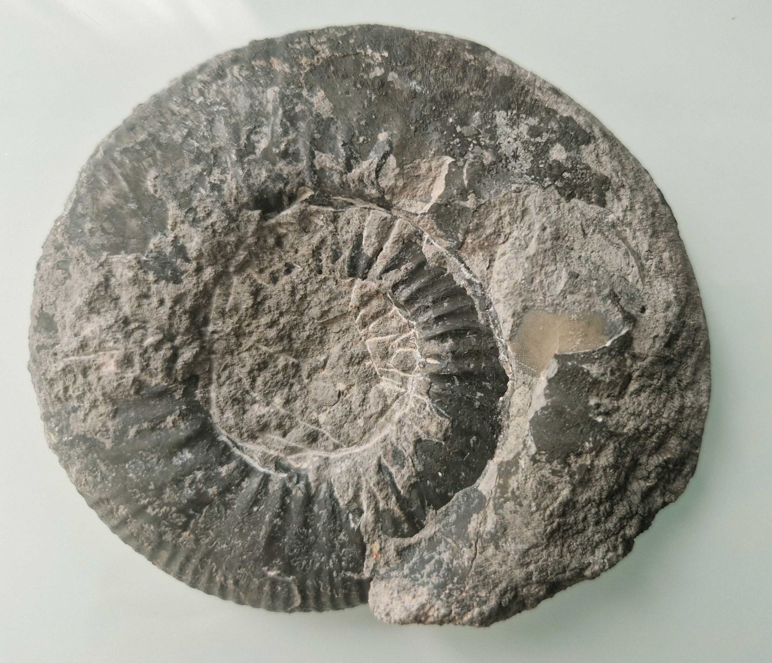 Minerali & Pietre curative: Mineralie versteinerte Schnecke – Usato da Stallikon venduto da Oceanblue1
