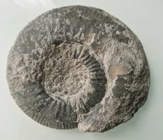 Mineralie versteinerte Schnecke