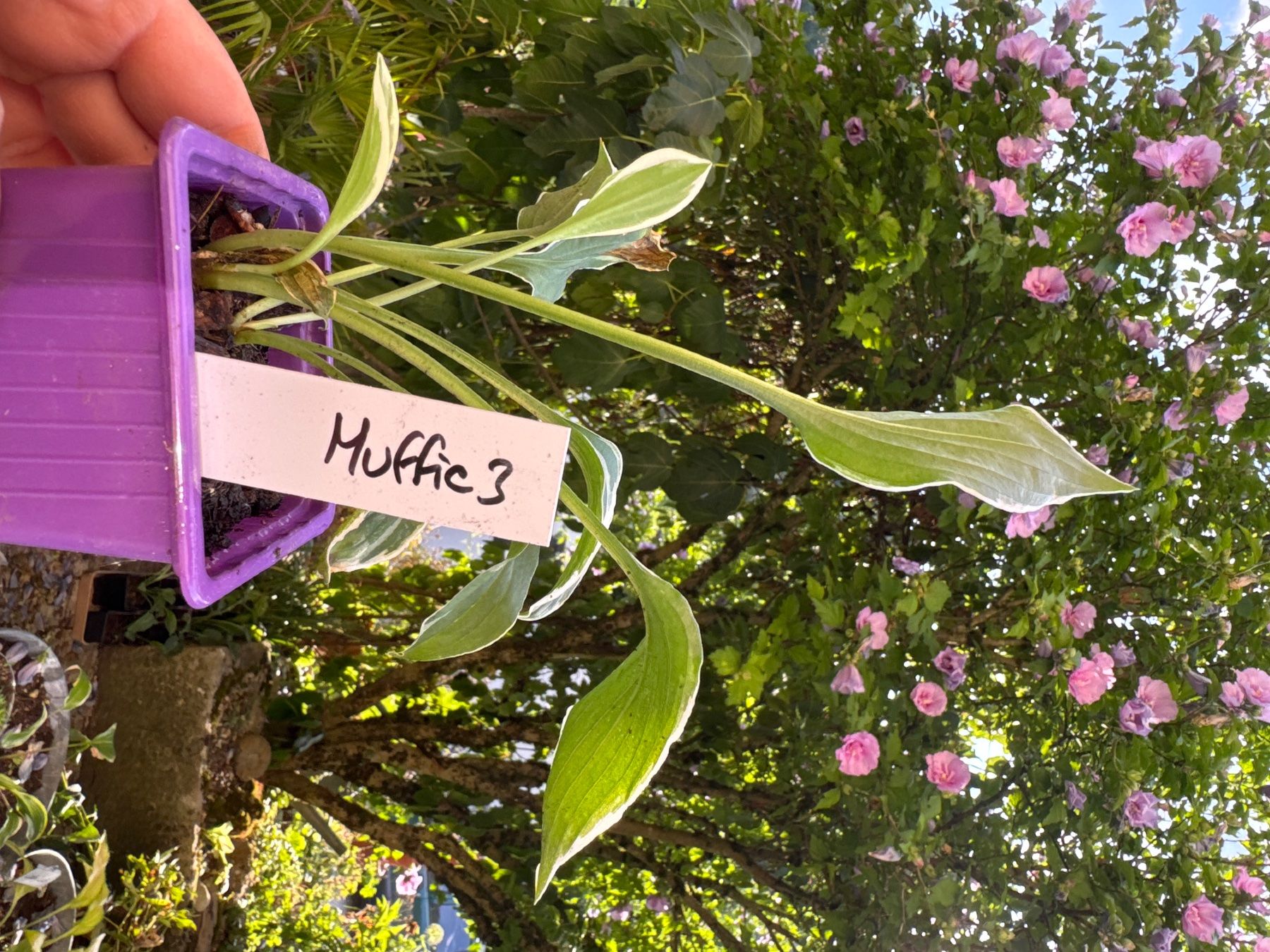 Pflanzen & Samen: Hosta muffie 3 – Gebraucht aus Lajoux JU von Briard0