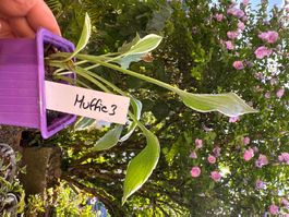 Hosta muffie 3