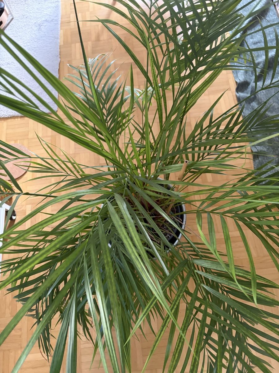 Pflanzen & Samen: Goldfruchtpalme inklusive Übertopf – Gebraucht aus Winterthur von emm_557p 2