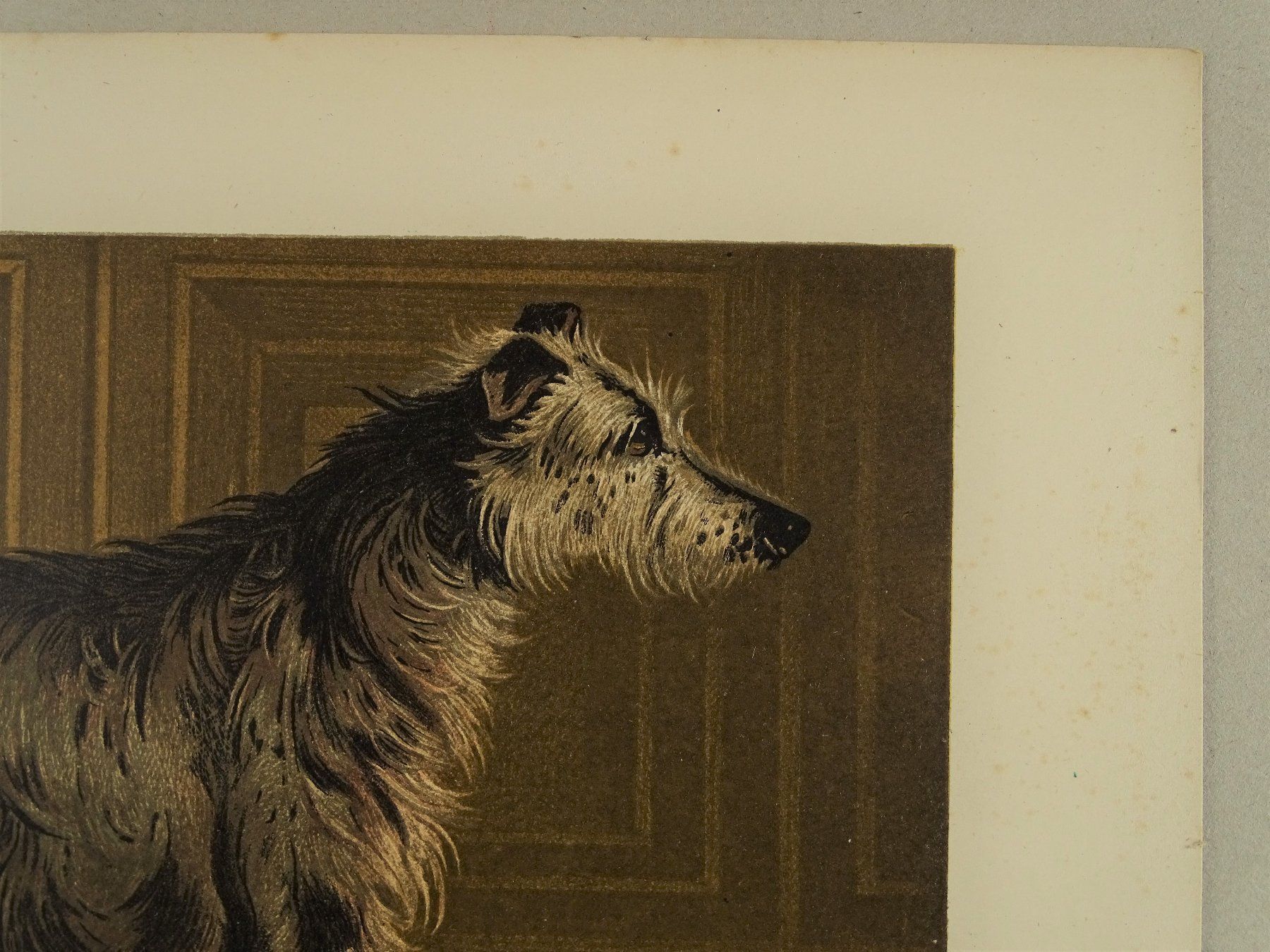 Incisioni: DEERHOUND, HIRSCHHUND, FARBLITHOGRAPHIE 1881 – Usato da Grüningen venduto da Kartensammler 3