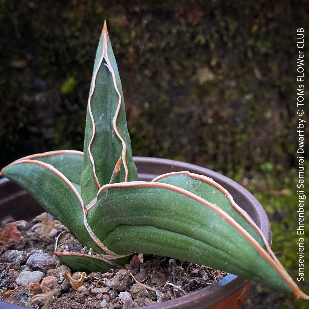 Piante & sementi: Sansevieria Ehrenbergii Samurai Dwarf - absolut robust – Nuovo e nell'imballaggio originale da Adliswil venduto da TAKEYOURPLANT 4