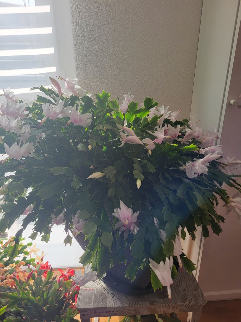 Piante & sementi: Boutures de cactus de Noël – Nuovo (secondo la descrizione) da Ursy venduto da Tchoupitchou 6