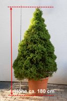 Zuckerhutfichte Picea Glauca "Conica"