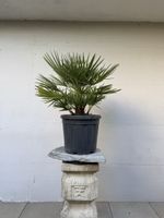 Winterharte Palme 85 cm im Kunststofftopf AB 1.- 
