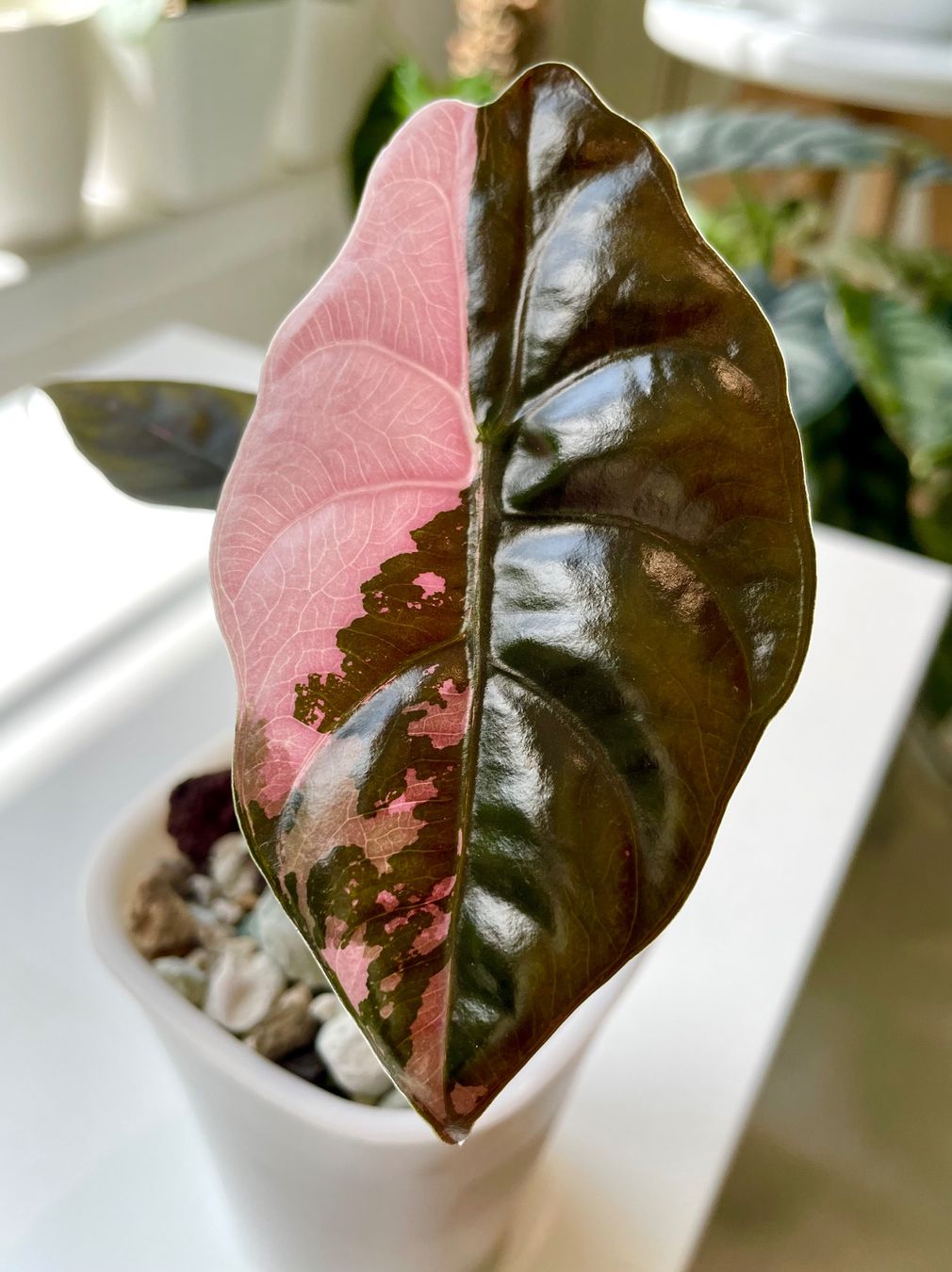 Piante & sementi: Alocasia Chantrieri Pink Var. – Nuovo (secondo la descrizione) da Watt venduto da anics.plants