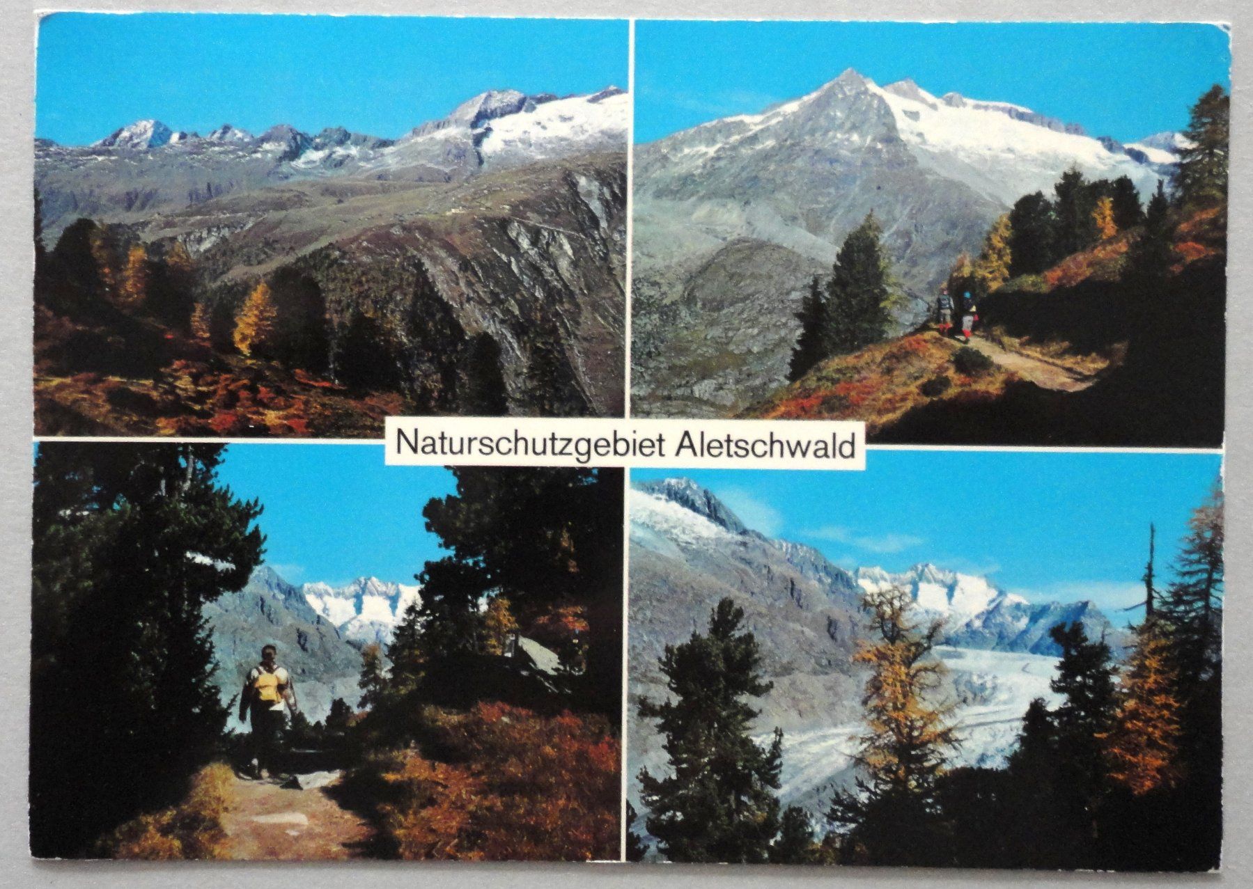 Cartoline postali: Naturschutzgebiet Aletschwald – Usato da Fétigny venduto da Billy2miny