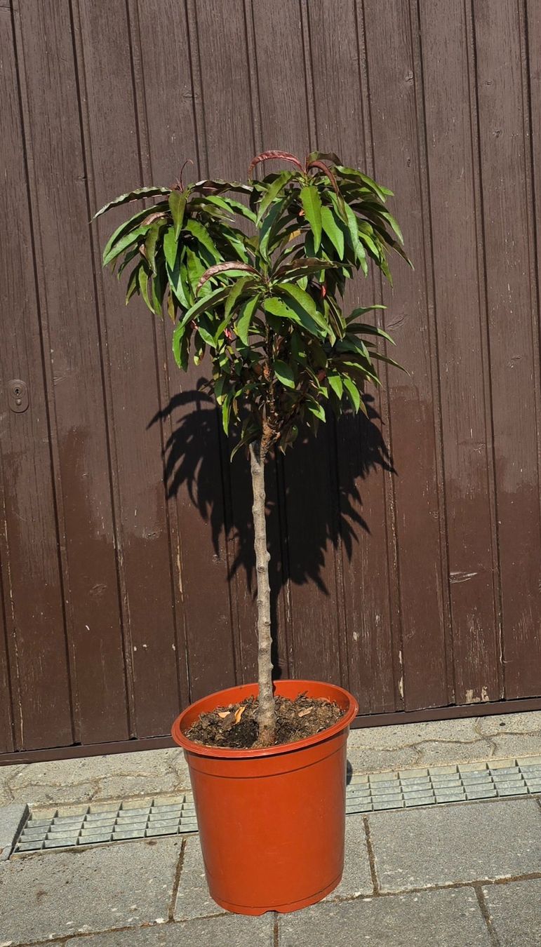 Piante & sementi: Nektarine Prunus nucipersica – Usato da Aarburg venduto da popkorn65