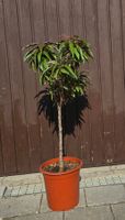 Nektarine Prunus nucipersica