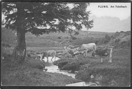 #Flums SG am Tobelbach , Kühe , Landwirtschaft , gel. 1908