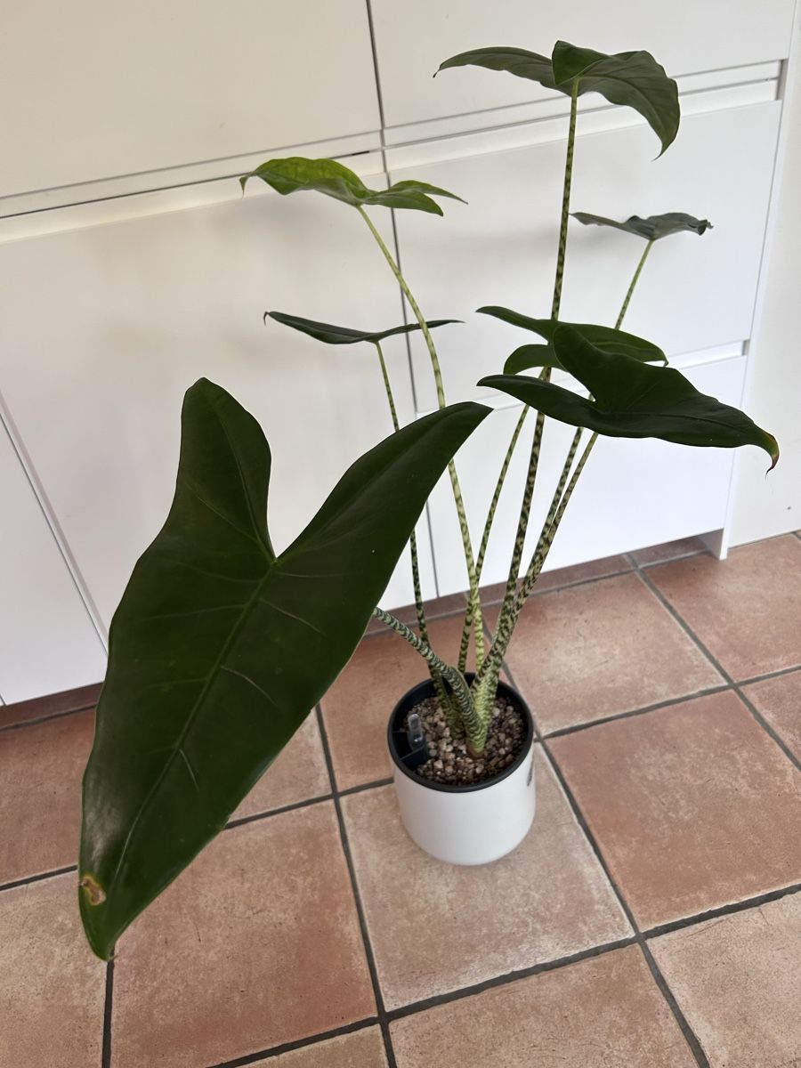 Piante & sementi: Alocasia Zebrina – Nuovo (secondo la descrizione) da Scherzingen venduto da Elefantenohr.ch