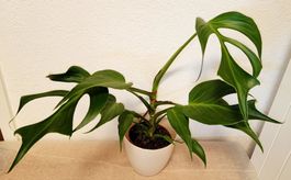 Monstera Burle Marx Flame