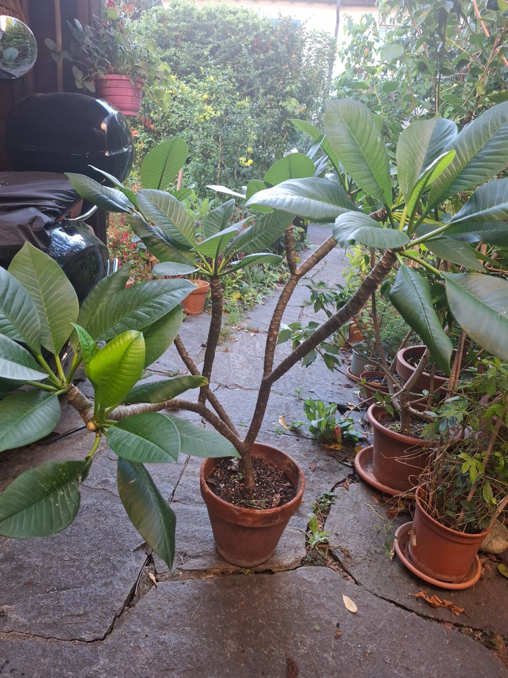 Piante & sementi: Pflanze Plumeria – Usato da Zürich venduto da esap 3