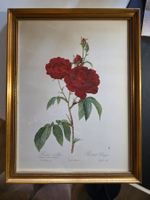 Bild Stich Blumen Bild Rosen - Rosa Gallica