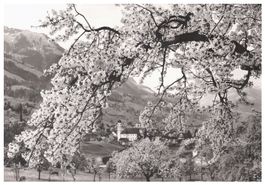 Ansichtskarte 1953, Frühling in Sachseln bl. Kirschbäume